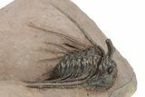 Kettneraspis Trilobite With Long Occipital - Lghaft, Morocco #232763-1